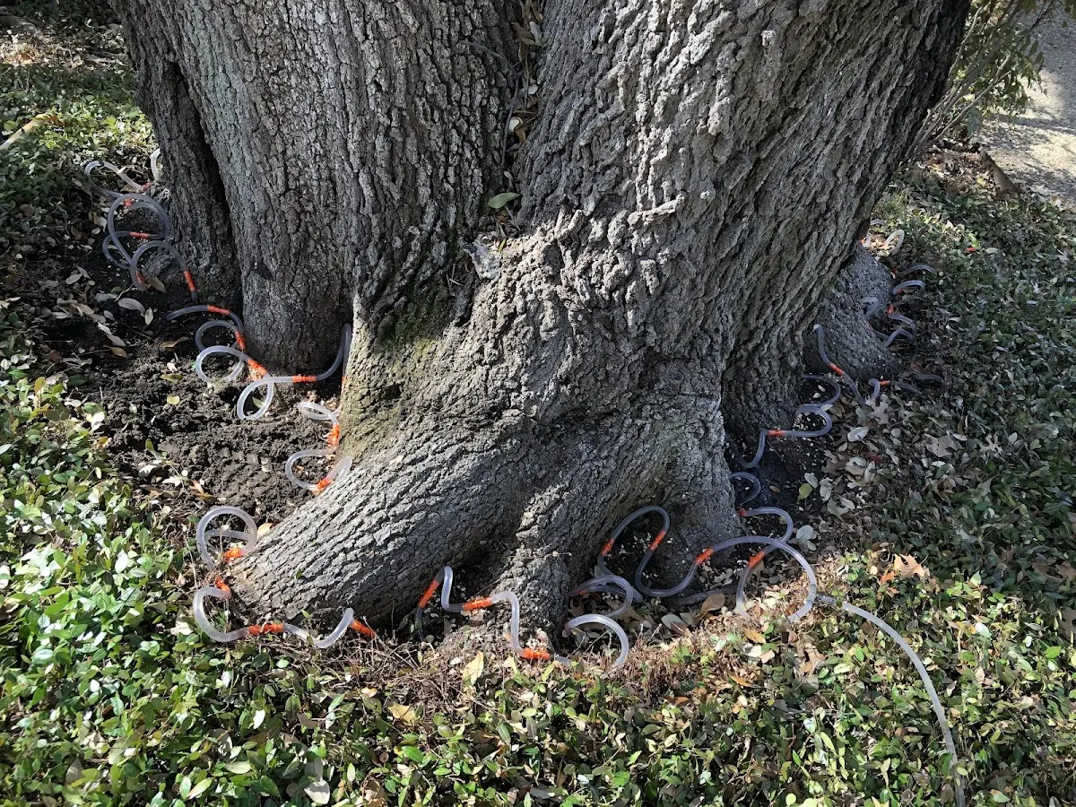 Detailed Tree Cabling and Bracing job site in Durham